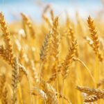 Pretul grâului astazi in timp real, dar afla si cum sa investesti in grâu la bursa sau sa tranzactionezi grâu.